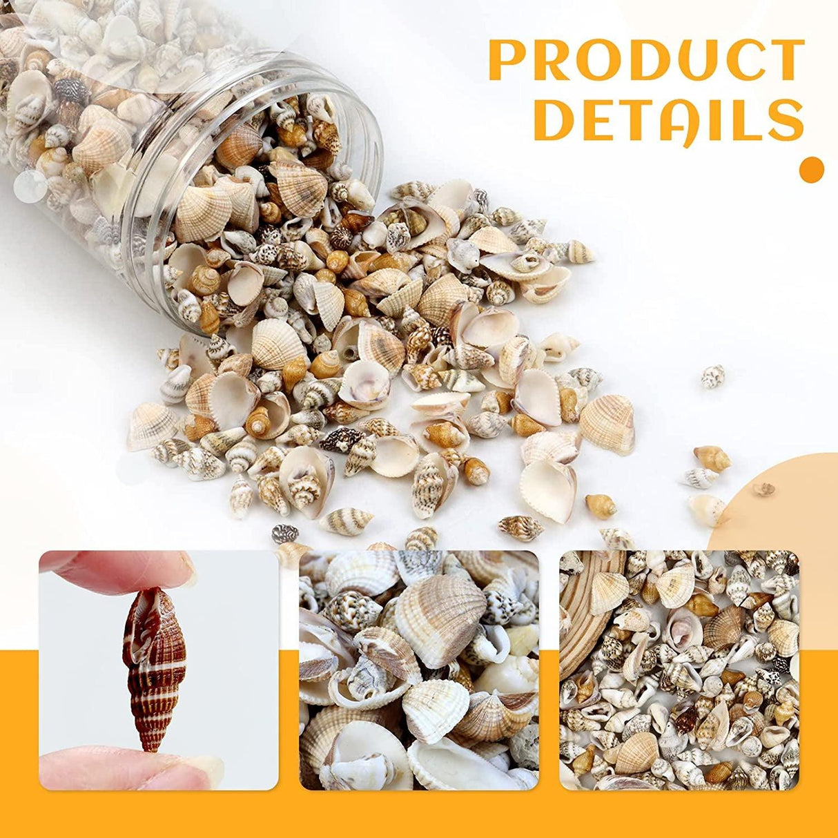 1000Pcs Mini Sea Shells Mixed Ocean Beach Seashells Various Sizes Natural Seashells Starfish for Fish Tank, Home Decorations, Beach Theme Party, WoodArtSupply