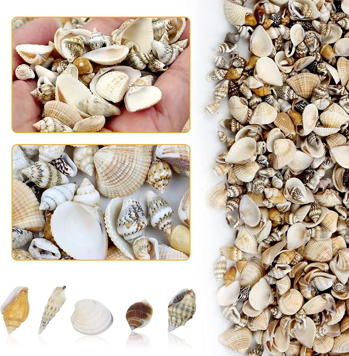 1000Pcs Mini Sea Shells Mixed Ocean Beach Seashells Various Sizes Natural Seashells Starfish for Fish Tank, Home Decorations, Beach Theme Party, WoodArtSupply