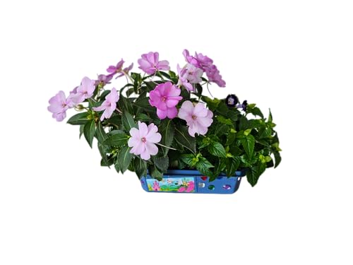 Grow Your Own Flower Princess Palace Terrarium Starter Kit - Blooming Jewelweed & Princess Flowers, Includes Pony, Royal Gems & Complete Supplies to Start Growing in a Week TOYS BY NATURE