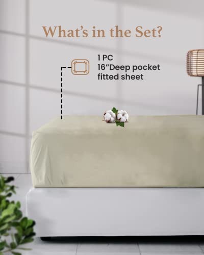 Good Sleep Bedding Twin XL Fitted Sheet - 800 TC Extra Long Twin Sheets for Dorm, 100% Egyptian Cotton, Soft & Breathable XL Twin Fitted Sheets Only, 16 Inch Twin XL Deep Pocket Fitted Sheets - Ivory Good Sleep Bedding