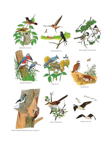 Fifty Favorite Birds Coloring Book (Dover Animal Coloring Books) Dover Publications