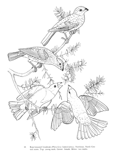 Audubon's Birds of America Coloring Book Dover Publications