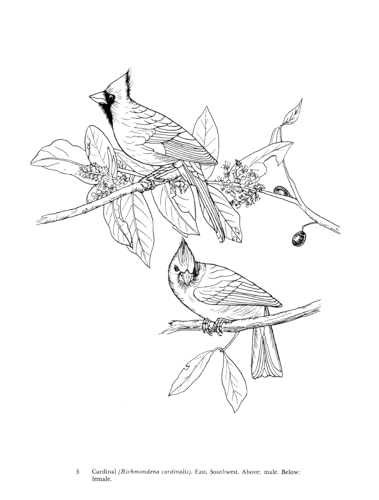 Audubon's Birds of America Coloring Book Dover Publications