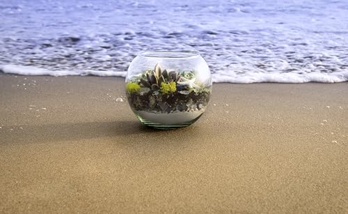SuperMoss (90422) Beach Terrarium DIY Kit – Create Stunning Nature-Inspired Mini Gardens – Perfect for Home Decor, Office Gifts, and Plant Lovers, Appx 4 Oz SuperMoss