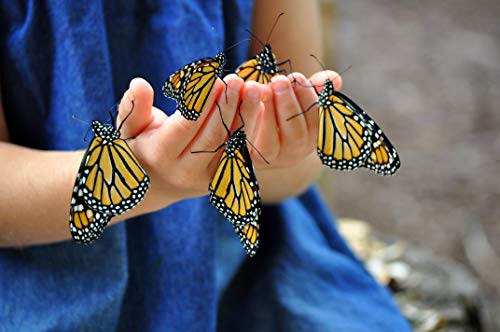 Nature Bound Butterfly Growing Kit - Live Caterpillar to Butterfly Project for Kids - Includes Voucher for Caterpillars, Green Pop-Up Enclosure, and STEM Learning Guide (Original Design) Nature Bound