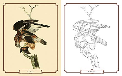 The Audubon Birds Coloring Book Arcturus
