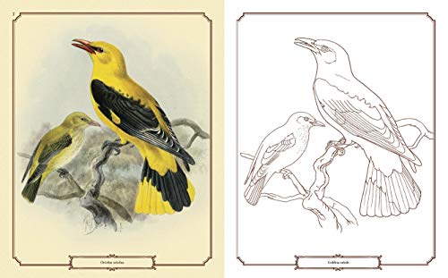 Beautiful Birds Coloring Book (Sirius Classic Nature Coloring) Sirius Entertainment