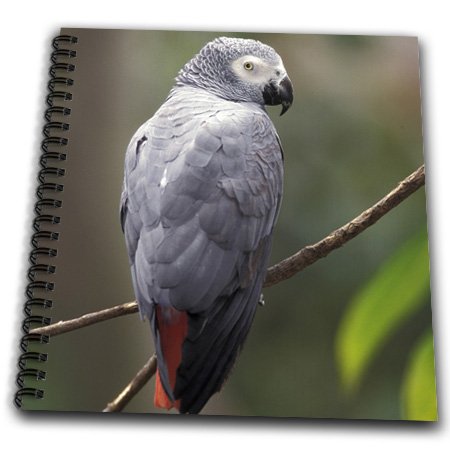 3dRose db_83574_1 African Gray Parrot, Tropical Bird-Na02 Aje0248-Adam Jones-Drawing Book, 8 by 8-Inch 3dRose