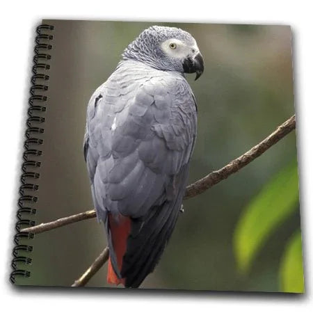 3dRose db_83574_1 African Gray Parrot, Tropical Bird-Na02 Aje0248-Adam Jones-Drawing Book, 8 by 8-Inch - WoodArtSupply