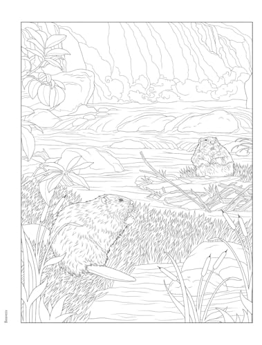 Creative Haven Forest & Woodland Wildlife Coloring Book (Adult Coloring Books: Animals) WoodArtSupply