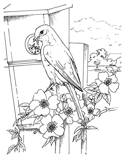The Birdwatcher's Coloring Book (Dover Animal Coloring Books) Dover Publications
