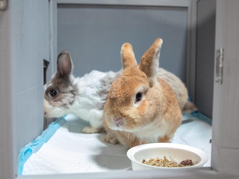 Rabbit Hutch Indoor Outdoor Bunny Cage 39" L Large 2-Story Wooden Small Animal House Enclosure with Wheels, 2 Removable Trays, Waterproof Openable Roof, Grey COZIVVOVV