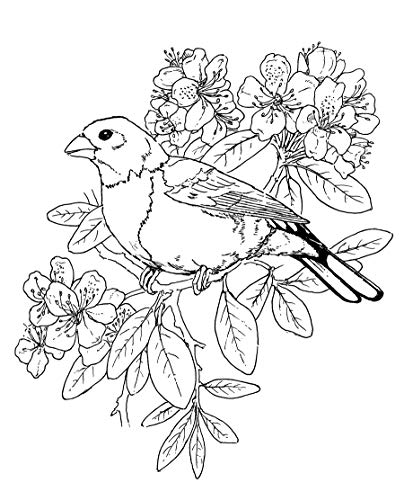 The Birdwatcher's Coloring Book (Dover Animal Coloring Books) Dover Publications