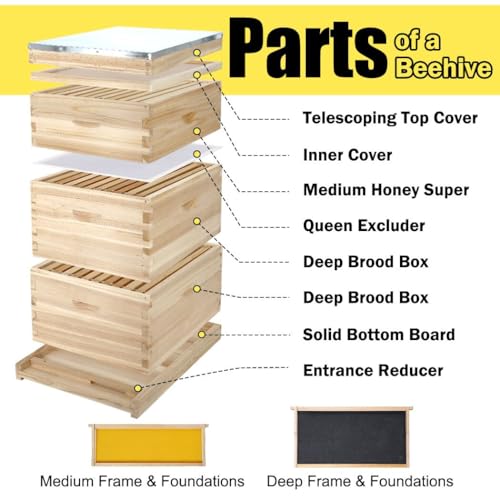 BeeCastle 10-Frame Complete Bee Hives and Supplies Starter Kit,Beehives for Beginners with Beehive Frames and Waxed Foundations (2 Deep Bee Boxes & 1 Medium Super Bee Box) BeeCastle