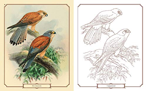 Beautiful Birds Colouring Book Arcturus Publishing Ltd