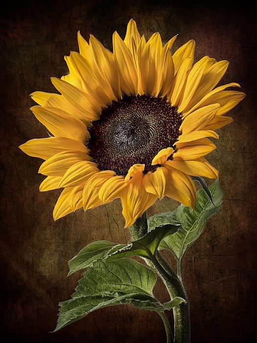 APCGSM Sunflower Diamond Painting Art Kit for Adults, 5D Full Drill DIY Craft, 11.8 x 15.7 inch APCGSM