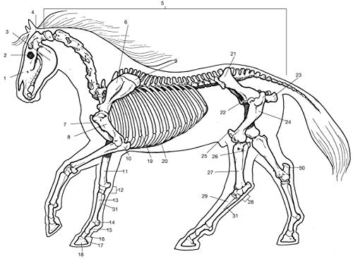 Horse Anatomy Coloring Book (Dover Science For Kids Coloring Books) Dover Publications