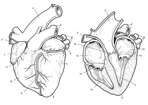 Horse Anatomy Coloring Book (Dover Science For Kids Coloring Books) Dover Publications