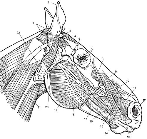Horse Anatomy Coloring Book (Dover Science For Kids Coloring Books) Dover Publications