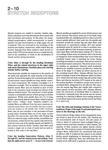 The Human Brain Coloring Book: A Coloring Book (Coloring Concepts) Collins Reference