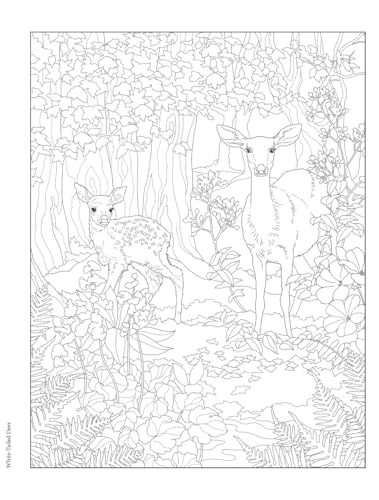 Creative Haven Forest & Woodland Wildlife Coloring Book (Adult Coloring Books: Animals) WoodArtSupply