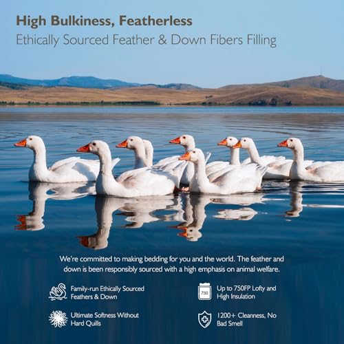 Cobnom® Hotel Luxury Feather Down Comforter Twin Size, Medium Warm All Season Duvet Insert, Silky Soft Egyptian Cotton Blend Cover, Ethically Sourced Feather & Down Filled, 68x90 Inch, White Cobnom