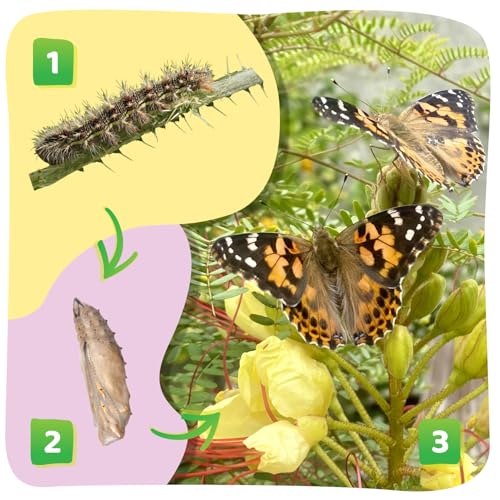 Insect Lore Raise and Release Butterfly Garden Kit – Caterpillar Habitat with redeemable Voucher – STEM-accredited Live Butterfly Growing Kit for Kids, Classrooms, and Homeschool Learning Insect Lore