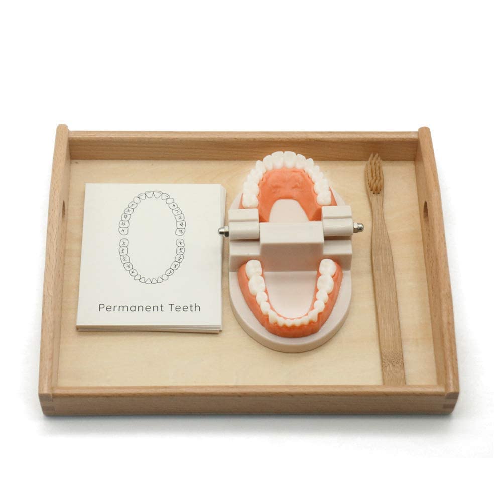 MEROCO Montessori Practical Life Brushing Teeth Model and Cards Montessori Homeschool Learning Preschool Toys for Toddlers MEROCO