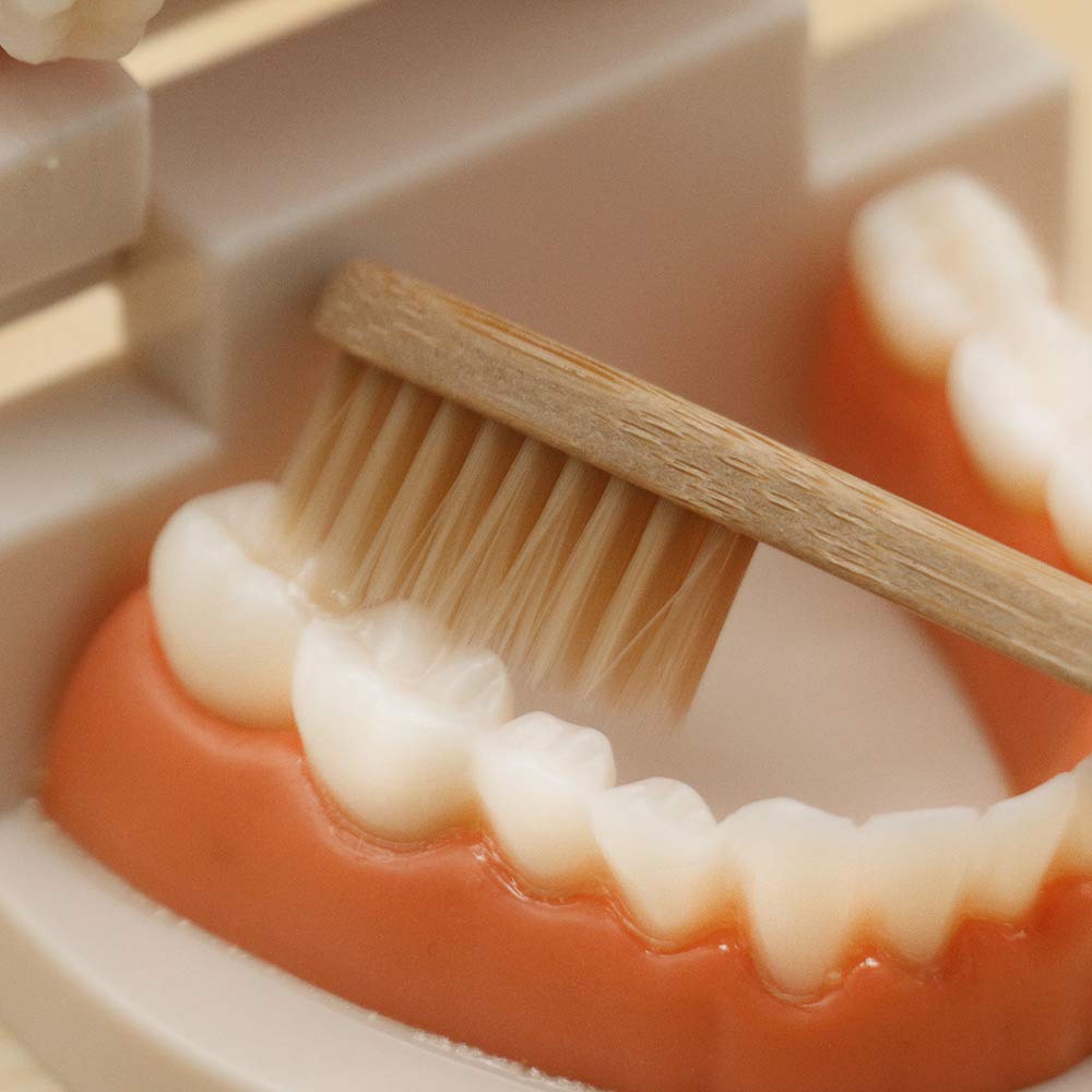 MEROCO Montessori Practical Life Brushing Teeth Model and Cards Montessori Homeschool Learning Preschool Toys for Toddlers MEROCO