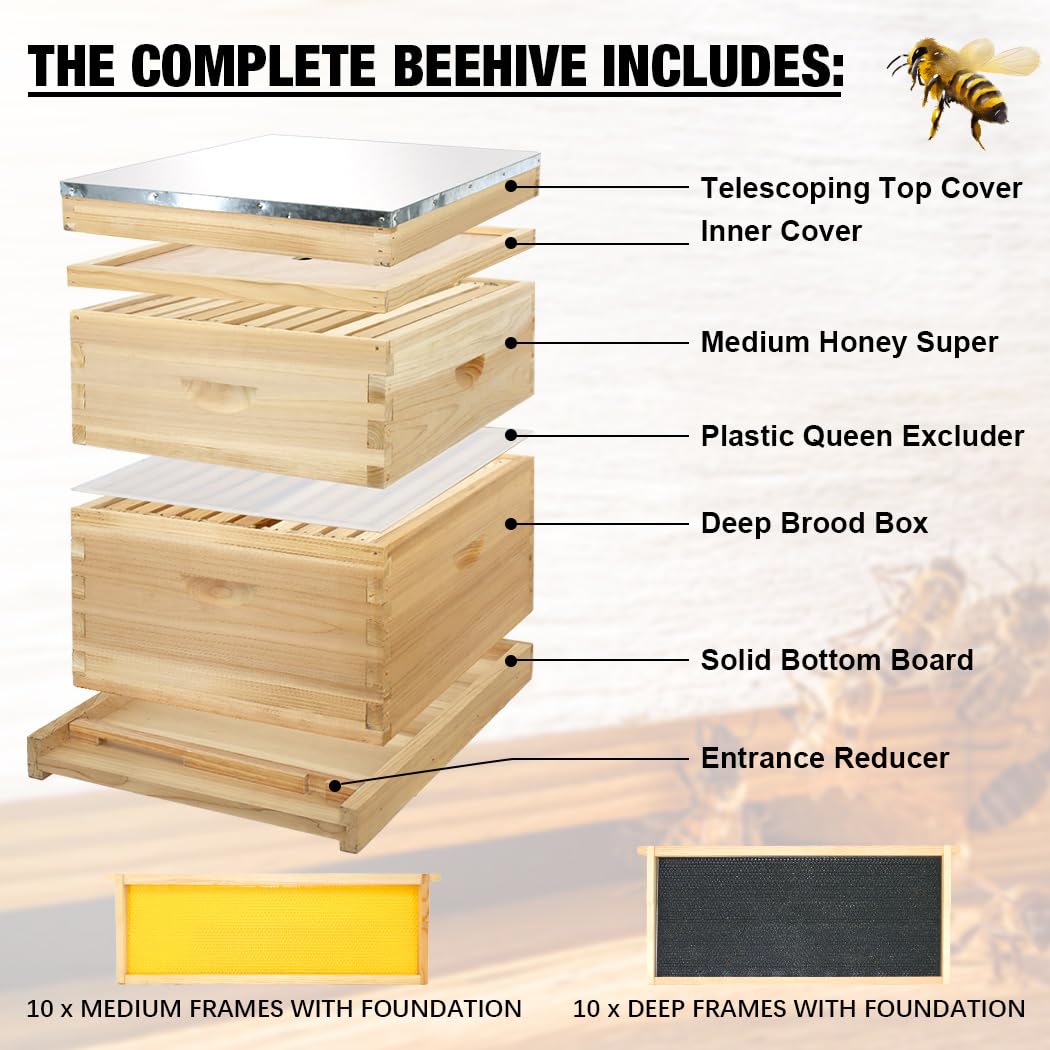 BEEINN 10 Frame Bee Hive, Compelte Bee Hive Starter Kit Includes 1 Deep Brood Honey Bee Hives Box, 1 Medium Super Bee Box with Beehive Frames and Foundation Sheets BEEINN