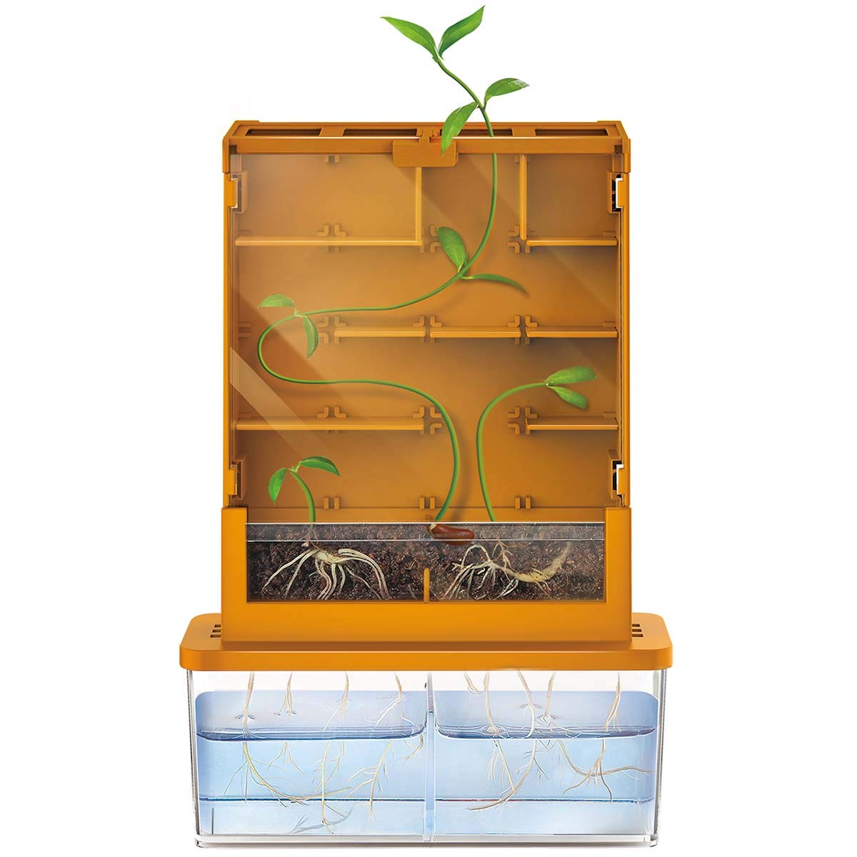 4M Green Science Grow A Maze Kit, Build A Plant Maze Science Kit, For Boys & Girls Ages 5+ , 5 x 4 nches 4M