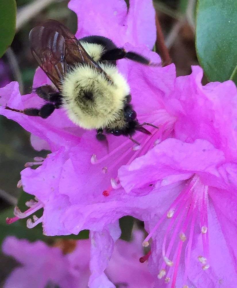 Cestari Mason Bee Housse for The Garden β Rose Pink Handmade Wooden Solitary Bee Hotel with Hanging Design for Pollinators β Eco-Friendly Nesting Shelter Cestari
