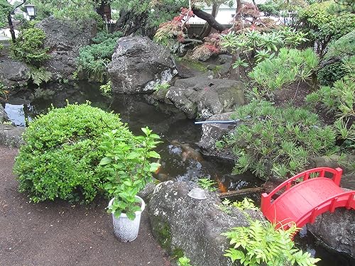 SamsGazebos Miniature Japanese Wood Garden Bridge, Treated, Assembled, 25" Long X 11" Tall X 11-1/2" Wide, Made in USA SamsGazebos