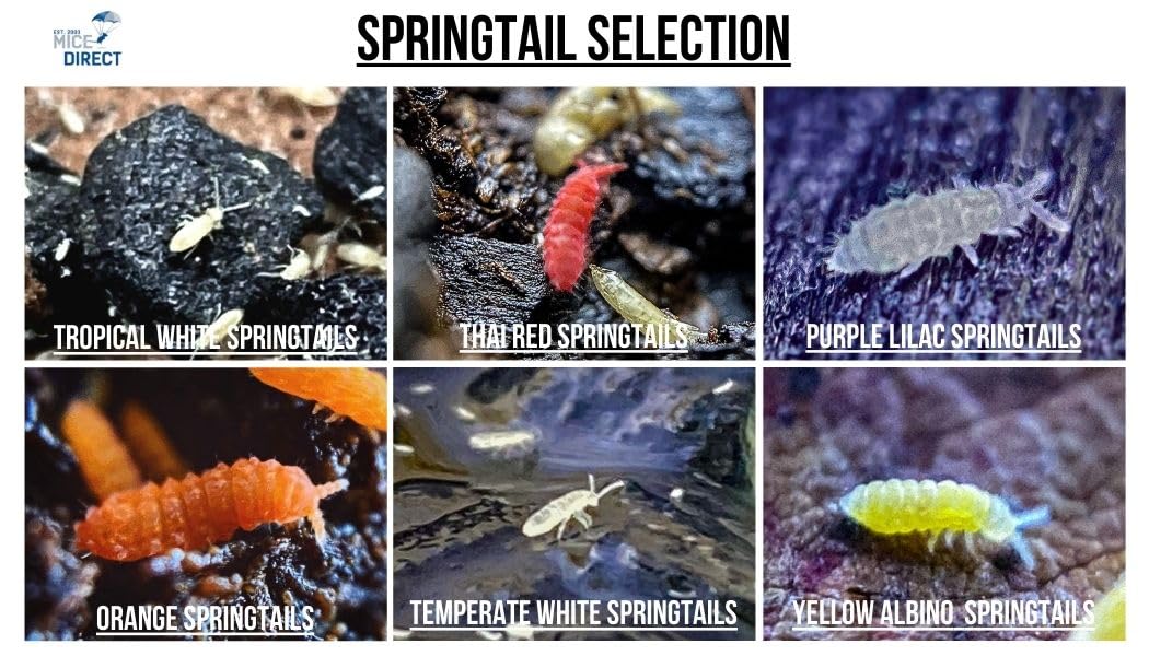 Tiny Terrarium Kit 4x4 Inch – DIY BioActive Starter Kit with Live Tropical Plants, Halo LED Grow Light, Soil, Drainage, 25 Dwarf White Isopods, and 25 Fire-Orange Springtails Creation Cultivated