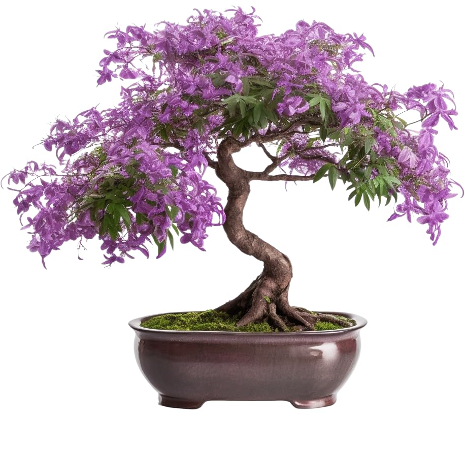 Bonsai Starter Kit – Growing Jacaranda Bonzai Tree from Seeds | Complete Indoor Tree Kit for Growing Plants with Tools & Planter – Gardening Gifts for Mother, Women & Men AVERGO