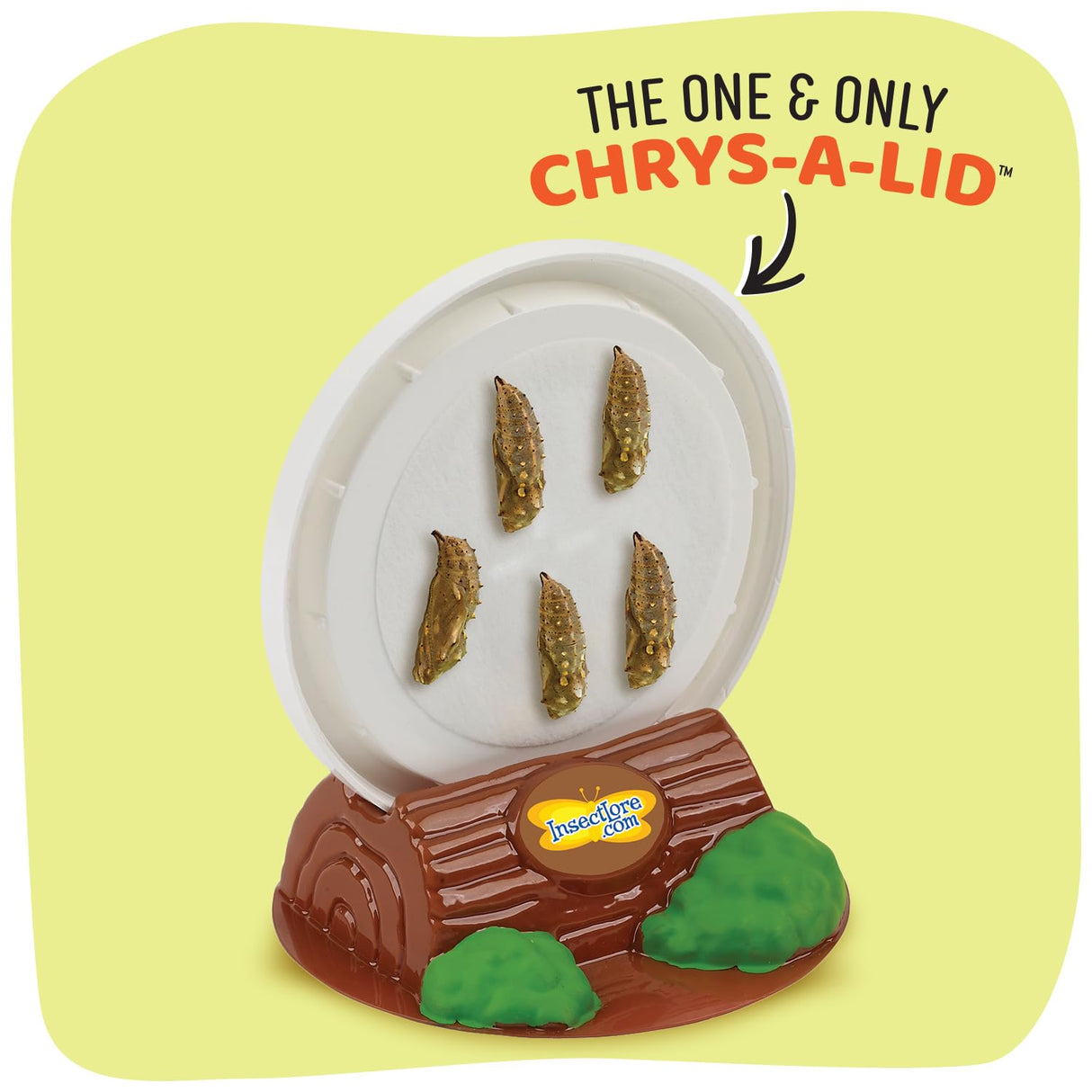 Insect Lore Raise and Release Butterfly Garden Kit – Caterpillar Habitat with redeemable Voucher – STEM-accredited Live Butterfly Growing Kit for Kids, Classrooms, and Homeschool Learning Insect Lore