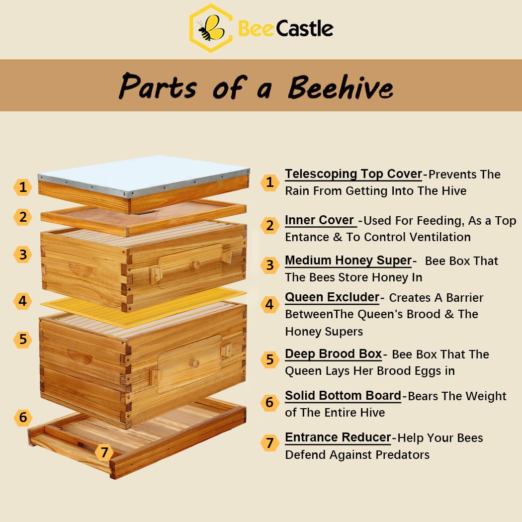 BeeCastle 10-Frame Langstroth Beehive, Beeswaxed Coated Bee Hive Starter Kit for Beekeeping Beginners with Beehive Frame and Waxed Foundation (1 Deep Beehive Box & 1 Medium Beehive Box) BeeCastle