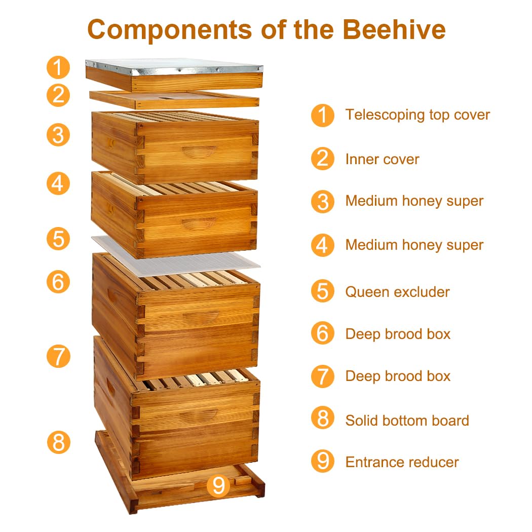 Honey Lake 8 Frame Bee Hive Dipped in 100% Beeswax, Langstroth Complete Beehives Starter Kit Includes 2 Deep Brood Box and 2 Medium Super Box with Beehive Frames and Waxed Foundation Sheet Honey Lake