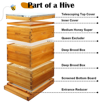 BEEKNOWS 10 Frame Beehive kit with Screened Bottom Board Dipped in 100% Beeswax Beehive Boxes Starter Kit Includes Beehive Frames and Waxed Foundations (2 Deep Boxes & 1 Medium Box)
