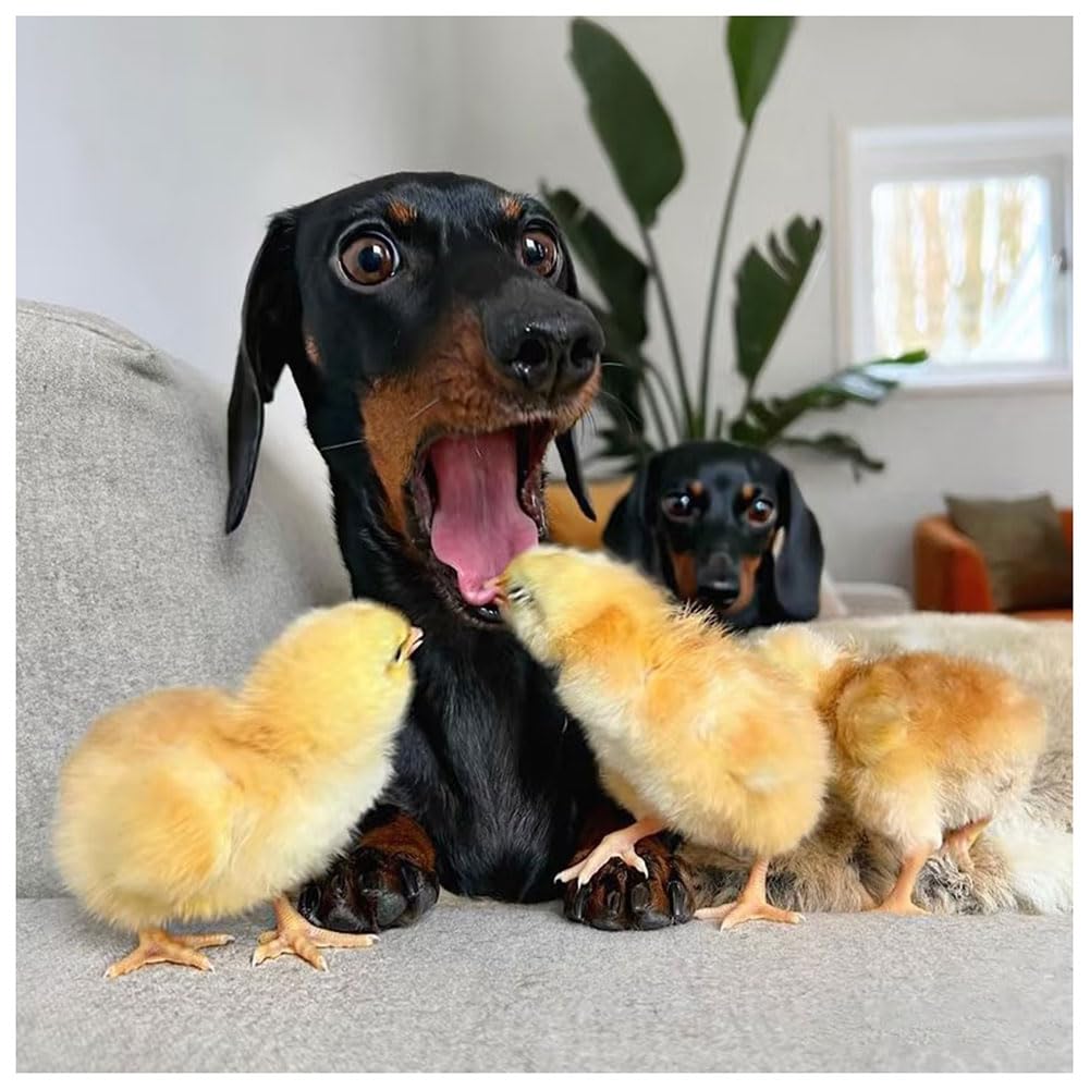 Sanjee Diamond Painting Kits for Adults Beginners, Dog Diamond Art Kits, 5D DIY Round Full Drill Diamond Art Painting for Home Wall Decoration Gift, 12x12 Inch Sanjee