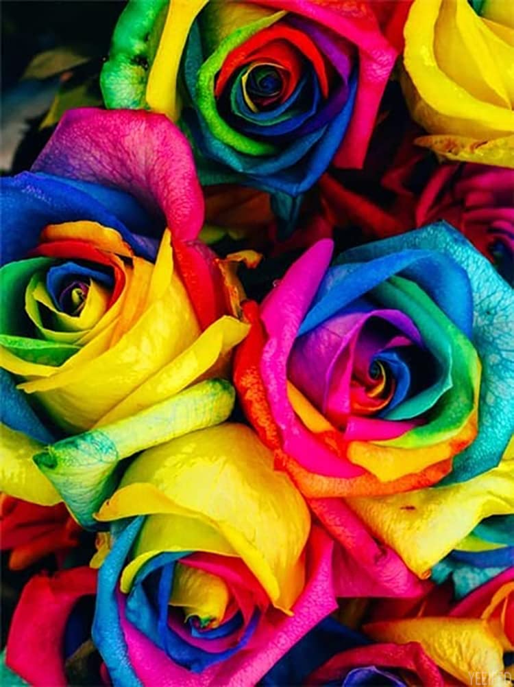 DIY 5D Diamond Painting by Number Kits Colorful Rainbow Rose Paint with Full Drill Round Diamond Art Embroidery Cross Stitch Wall Decoration Festival Gift 12x16 inch YEEIFFD