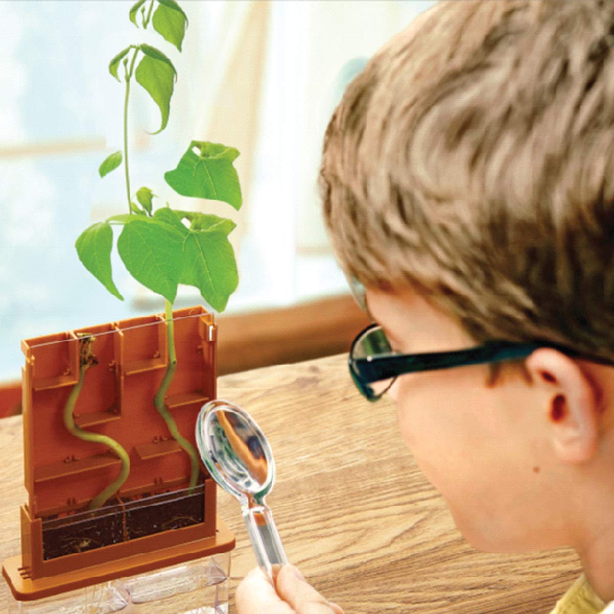 4M Green Science Grow A Maze Kit, Build A Plant Maze Science Kit, For Boys & Girls Ages 5+ , 5 x 4 nches 4M