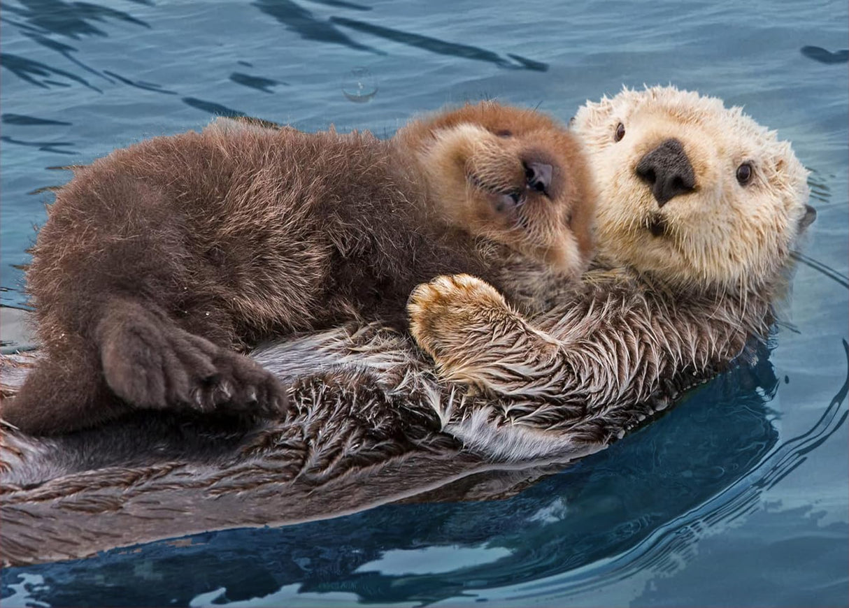 Diamond Art Painting Wildlife Animal Wall Decor Sea Otter & Pup Baby (4) Kit for Adults Full Drill Diamond Art Painting by Number Kits Gem Art Wall Home Decor(15.8 x11.8inch) WoodArtSupply