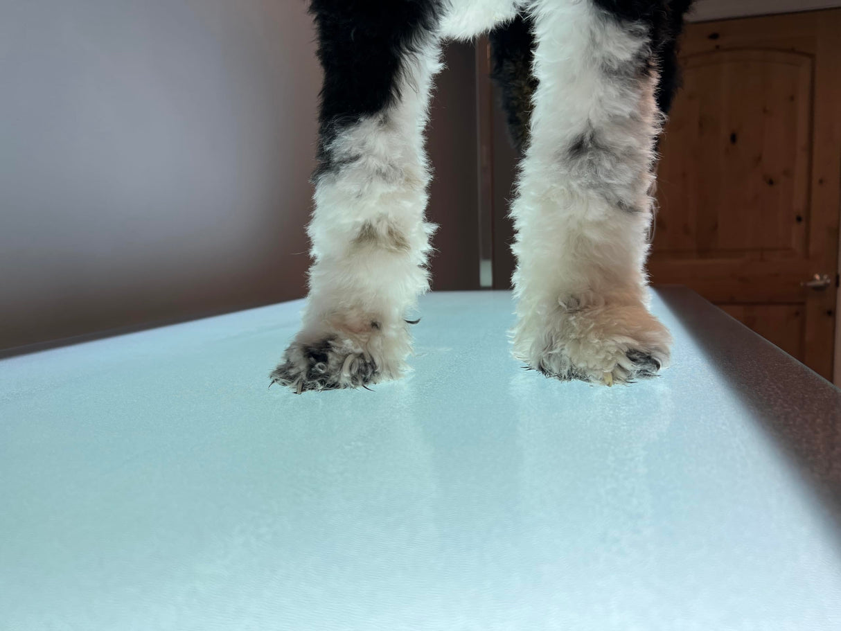 Cove Products LED Lit Master Groomer Electric Lift Grooming Table (Basic Package) Cove Products