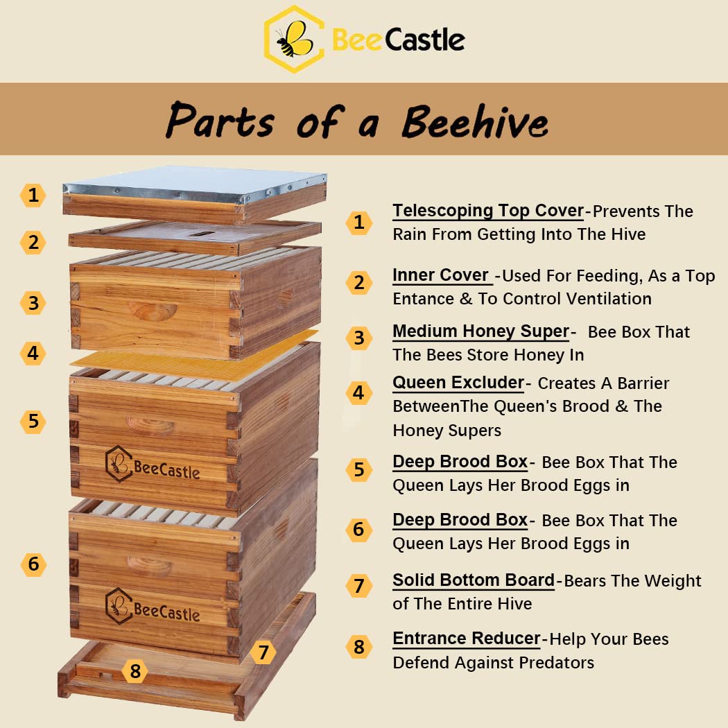 BeeCastle 8 Frame Langstroth Bee Hive Coated with 100% Beeswax Includes Beehive Frames and Waxed Foundations (2 Deep Boxes & 1 Medium Box) BeeCastle
