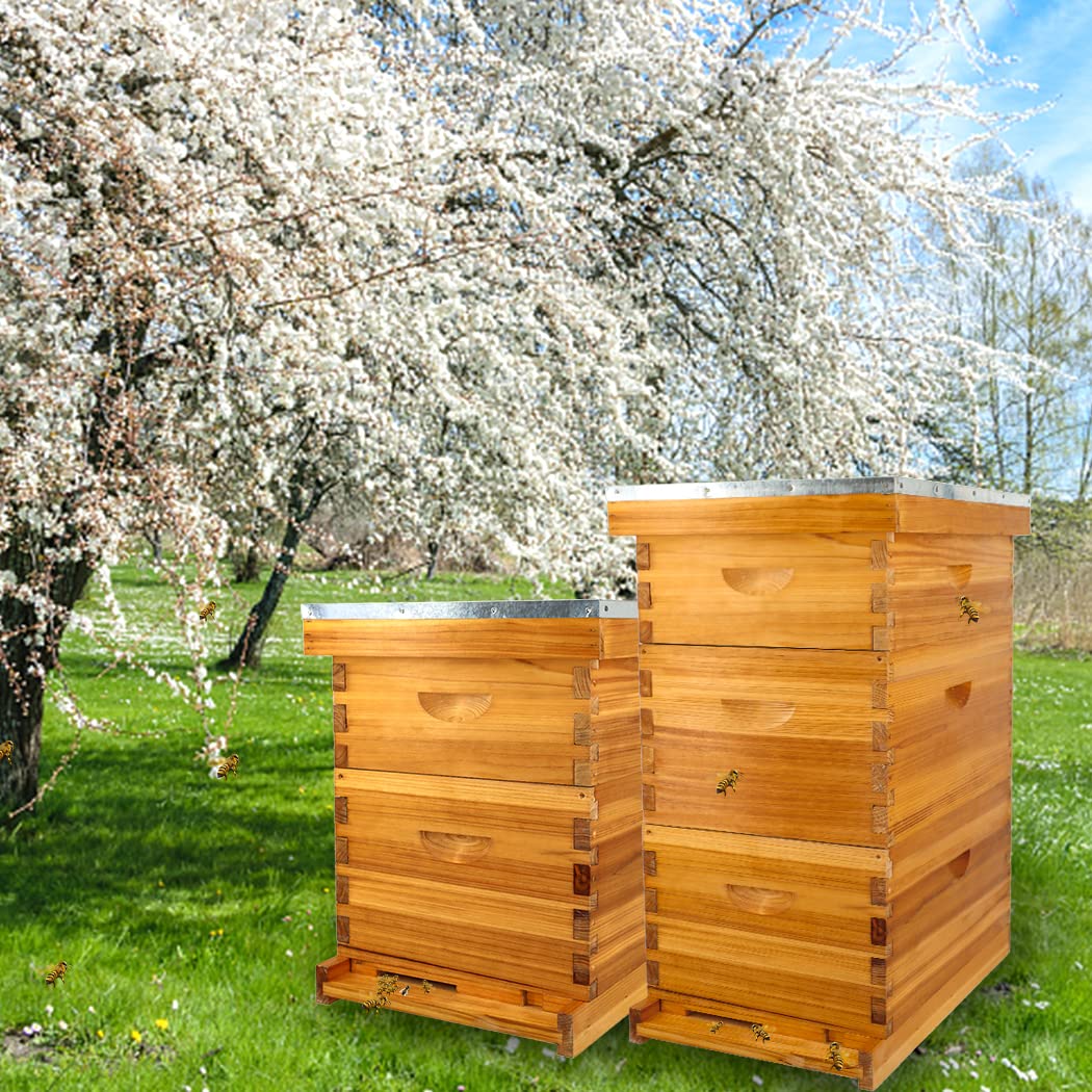 ThxBees 8 Frame Bee Hive Complete Beehive Kit Beeswax Coated Include Frames and Foundation Sheet for for All Beekeeping Levels (1 Deep & 1 Medium Bee Boxes) ThxBees
