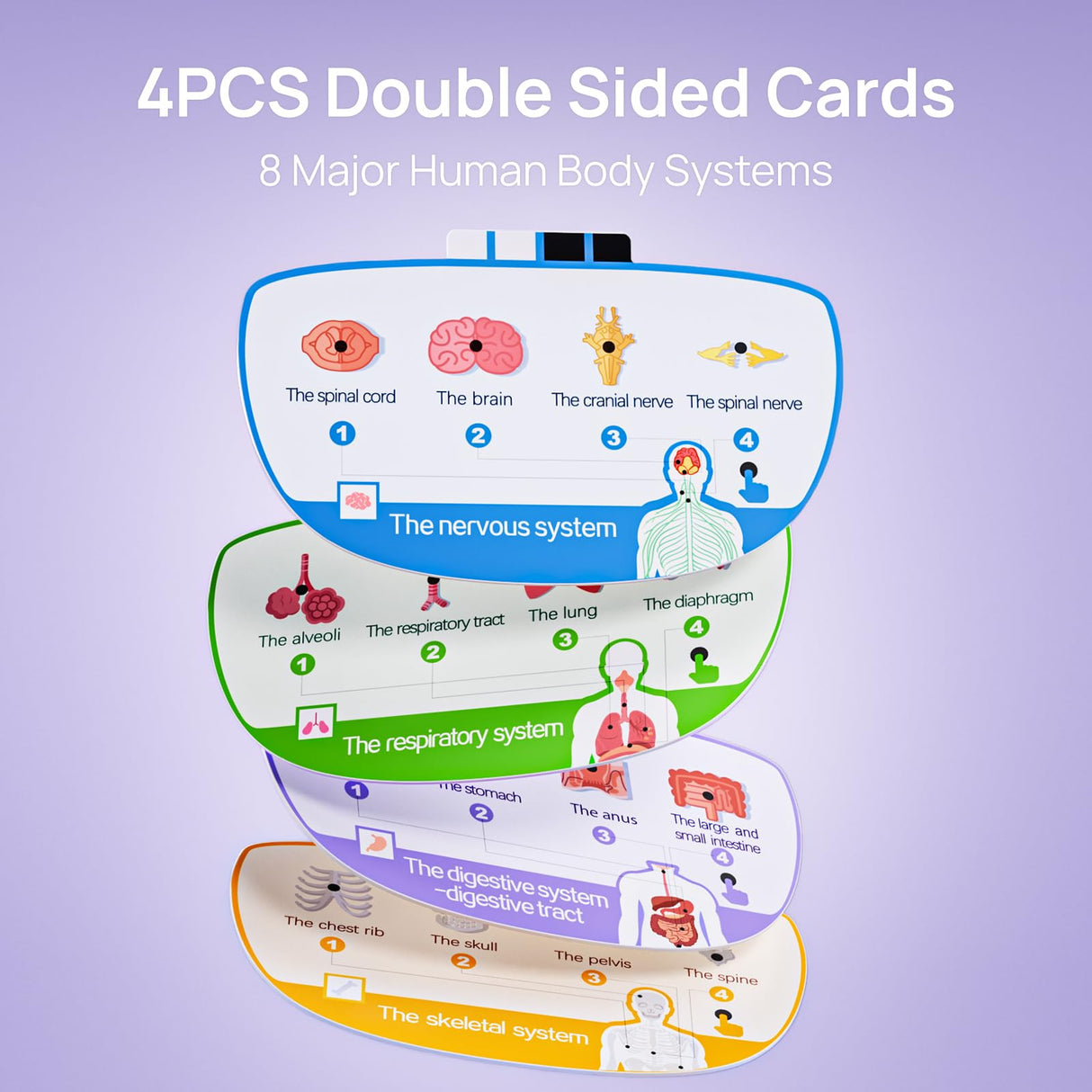 Science Can Human Body Model for Kids, Interactive Human Anatomy Talking Model - 11 Inch Realistic Anatomical Assembly Kit 15PCS Removable Parts and Guide STEM Educational Toys for Kids Aged 6+ Gifts Science Can