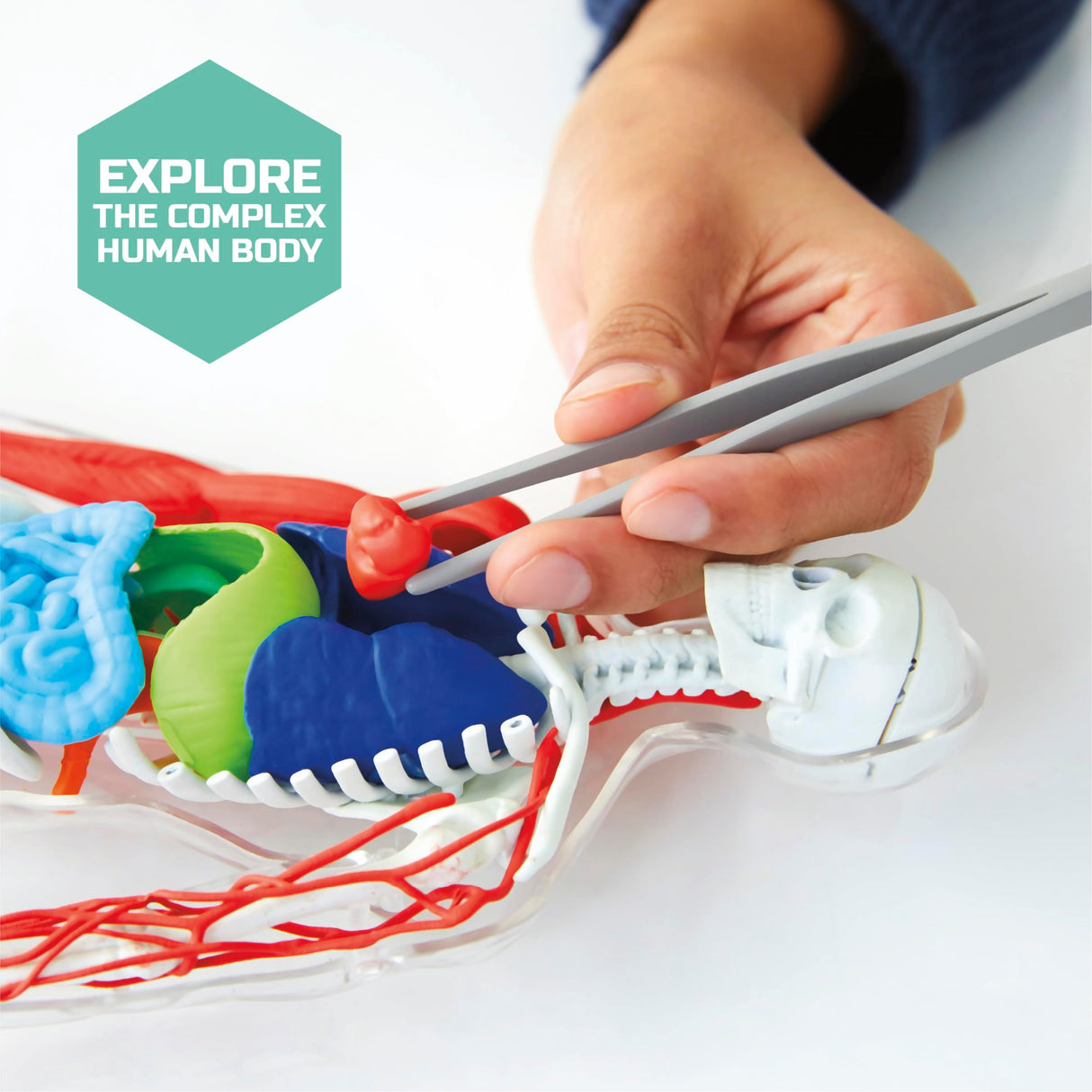 Discovery™ 3D Human Anatomy 28-Piece Biology Model with Glow-in-The-Dark Human Model, Hands on Learning, Age 8+ Discovery Kids