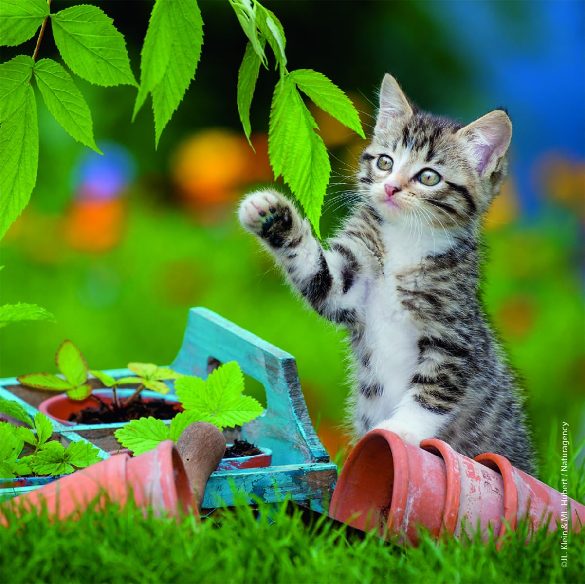 Ravensburger Cuddly Kittens 3 x 49 Piece Jigsaw Puzzle Set for Kids - 08046 - Every Piece is Unique, Pieces Fit Together Perfectly Ravensburger