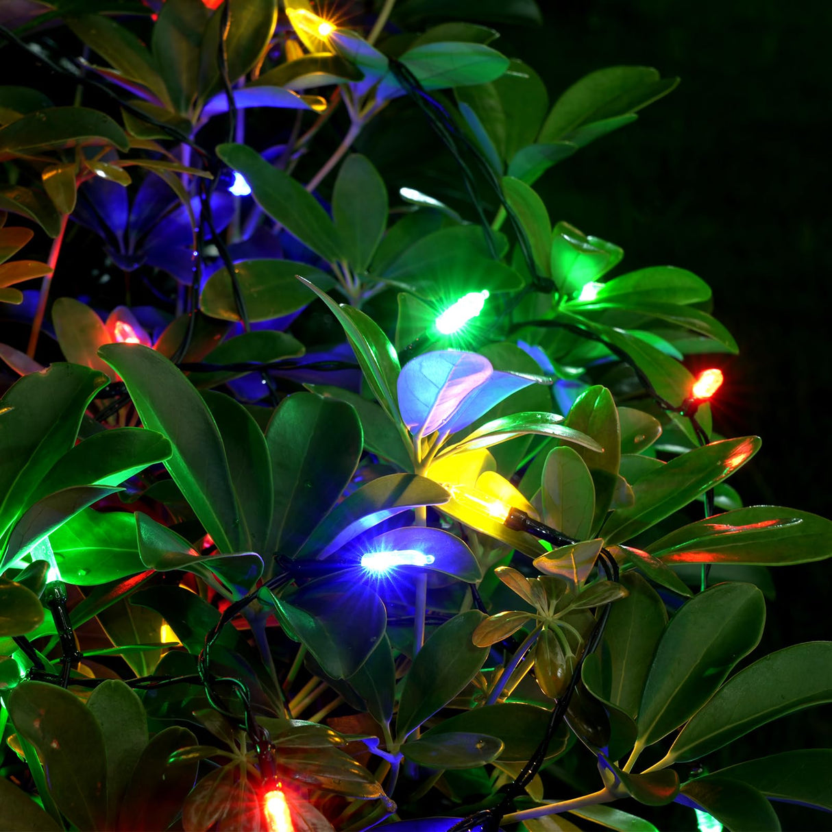 Battery Operated Christmas Lights 2 Pack 18 Ft 50 Count Clear Mini String Lights Battery Powered with 6 Hour Timer Xmas Tree Lights Outdoor Waterproof for Indoor Party Festival Decorations (2PC;50LED) QOCNAM